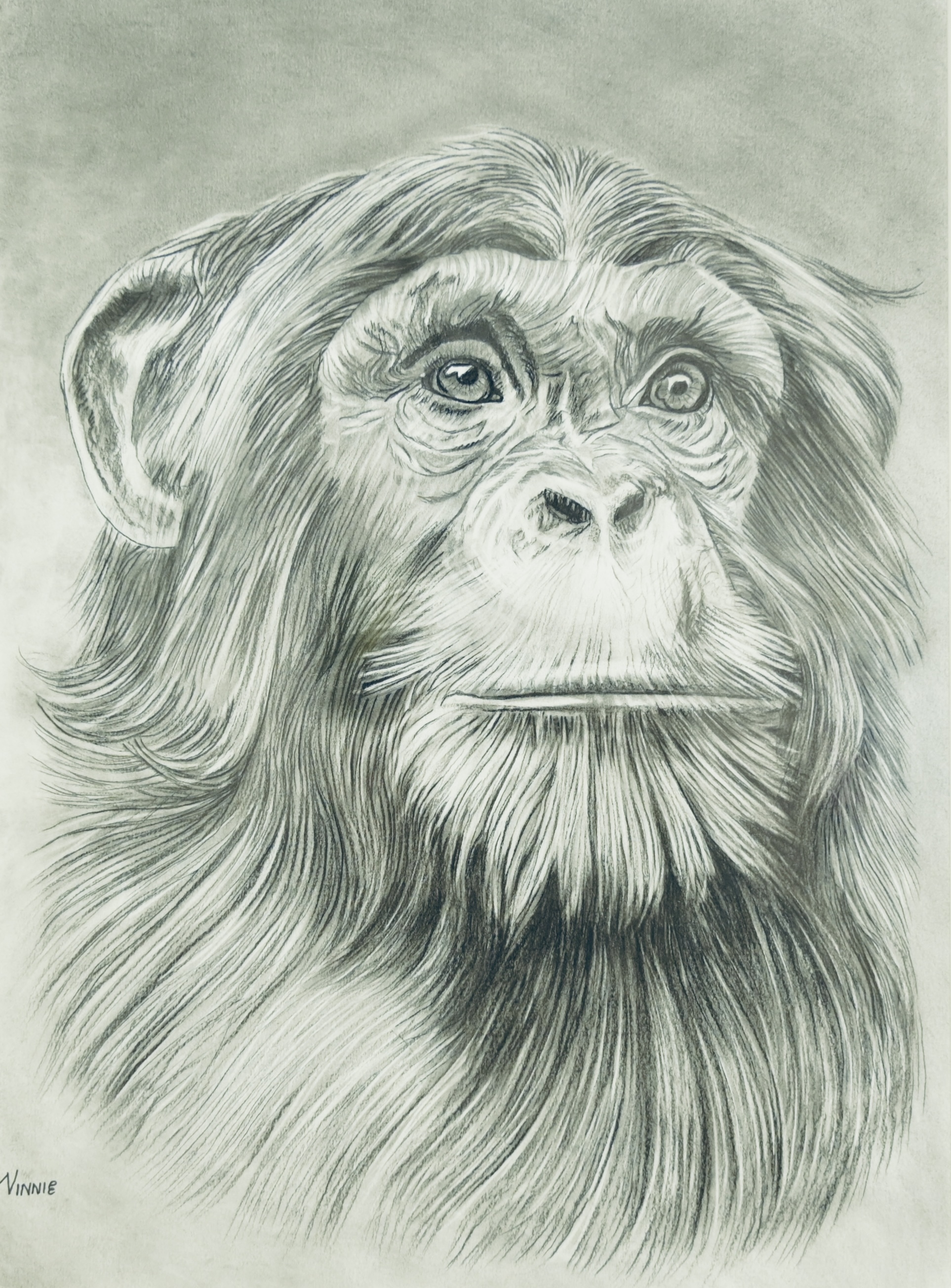 Monkey