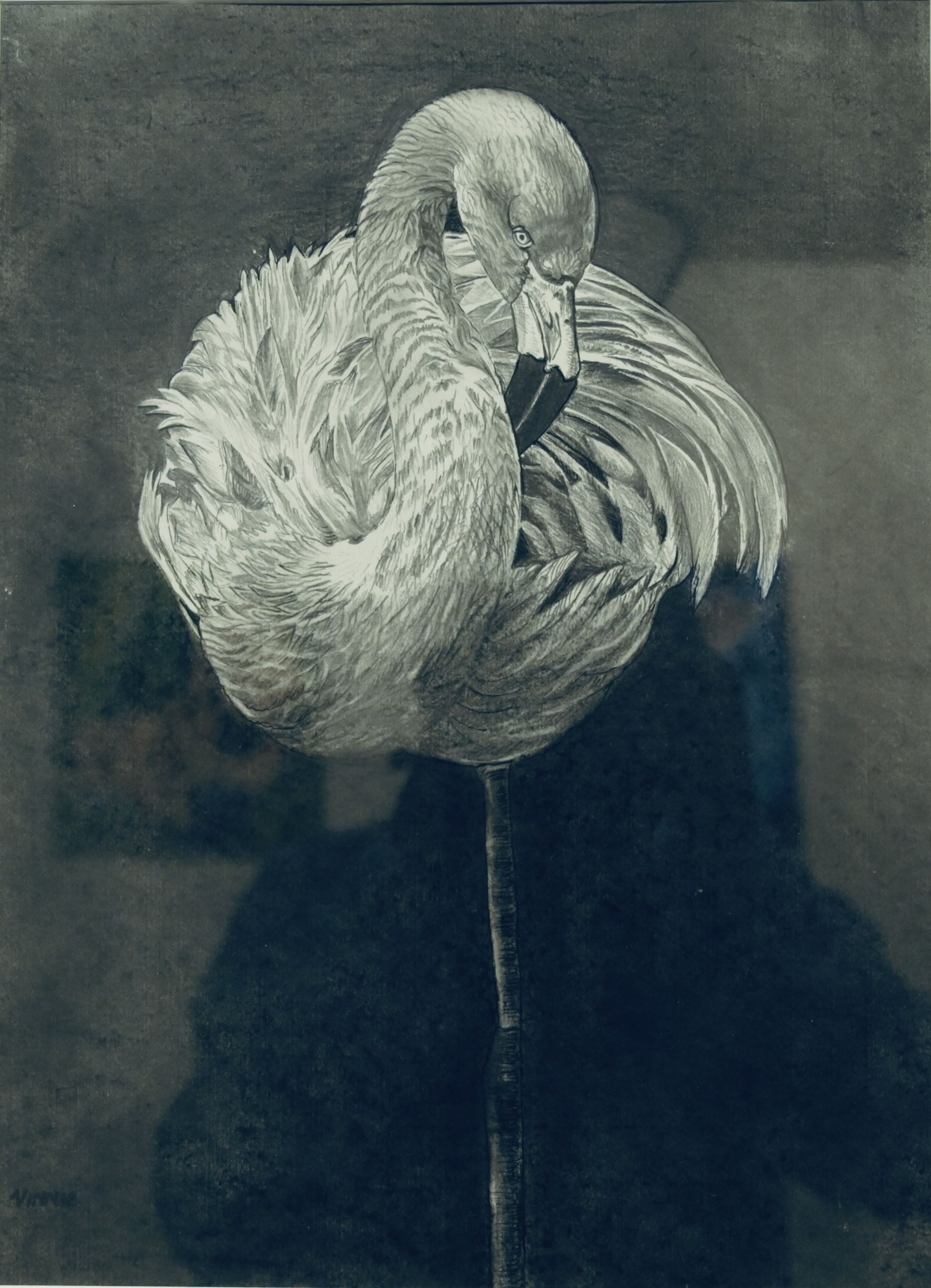 Flamingo