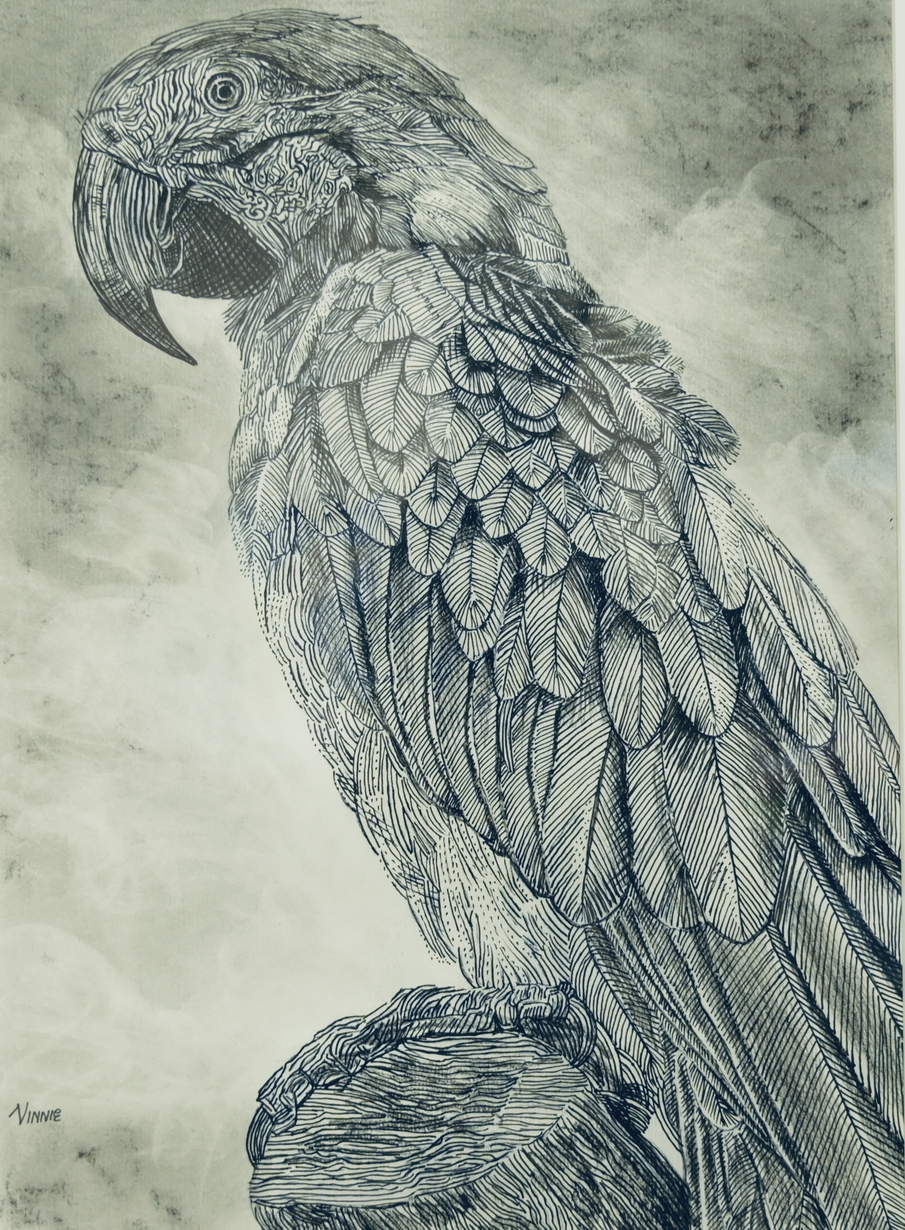 Macaw