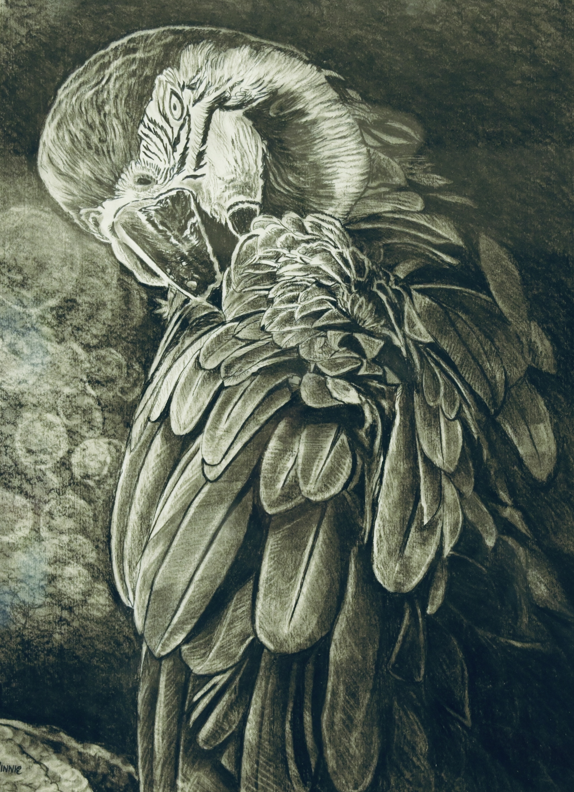 Macaw in Dark