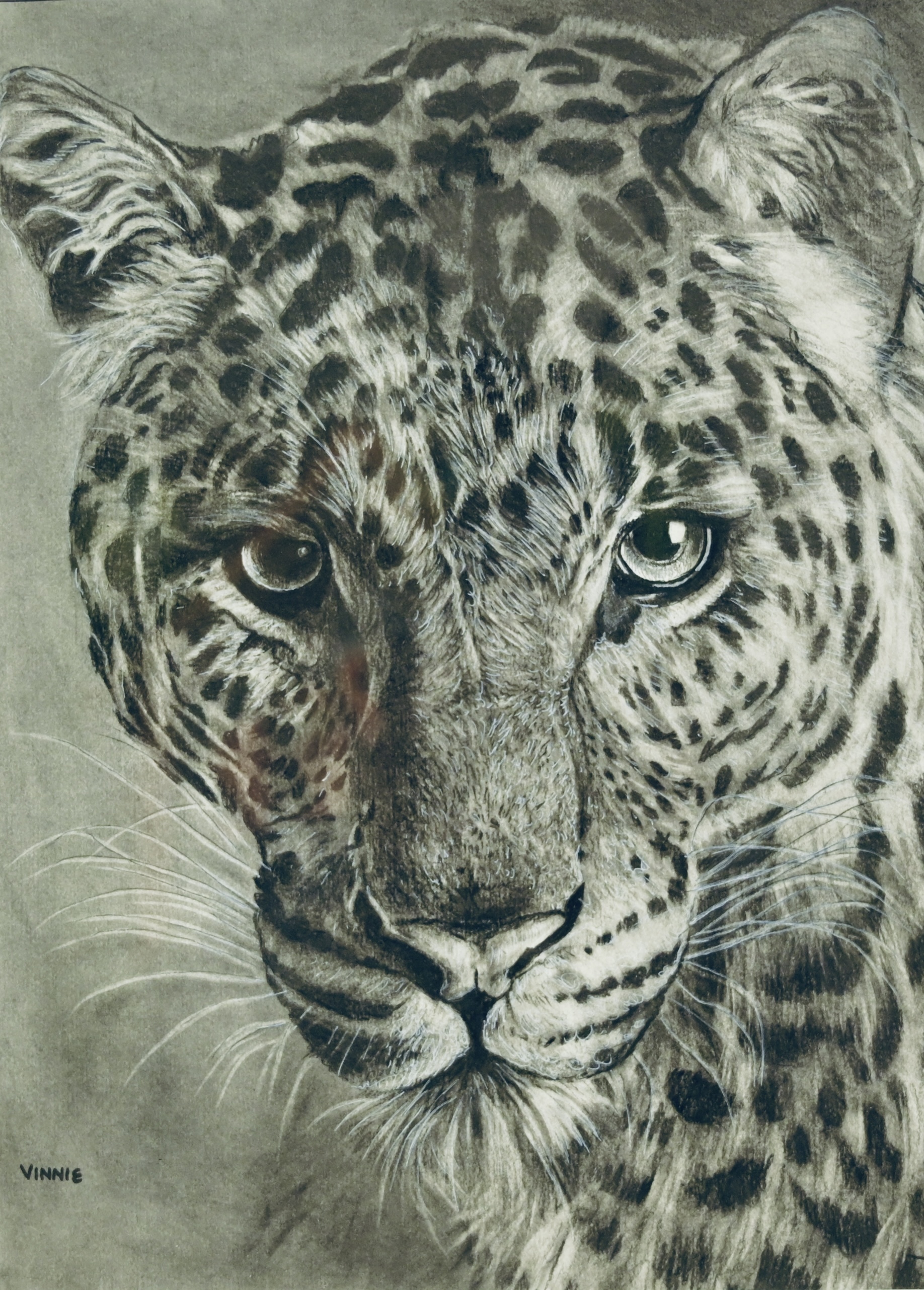 Cheetah
